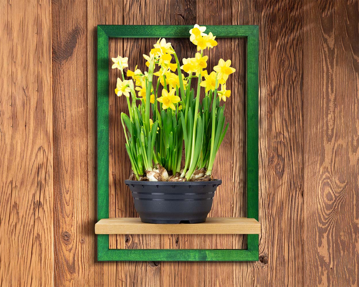 Colorful green wooden framed shelf holding plant unique storage gift idea.