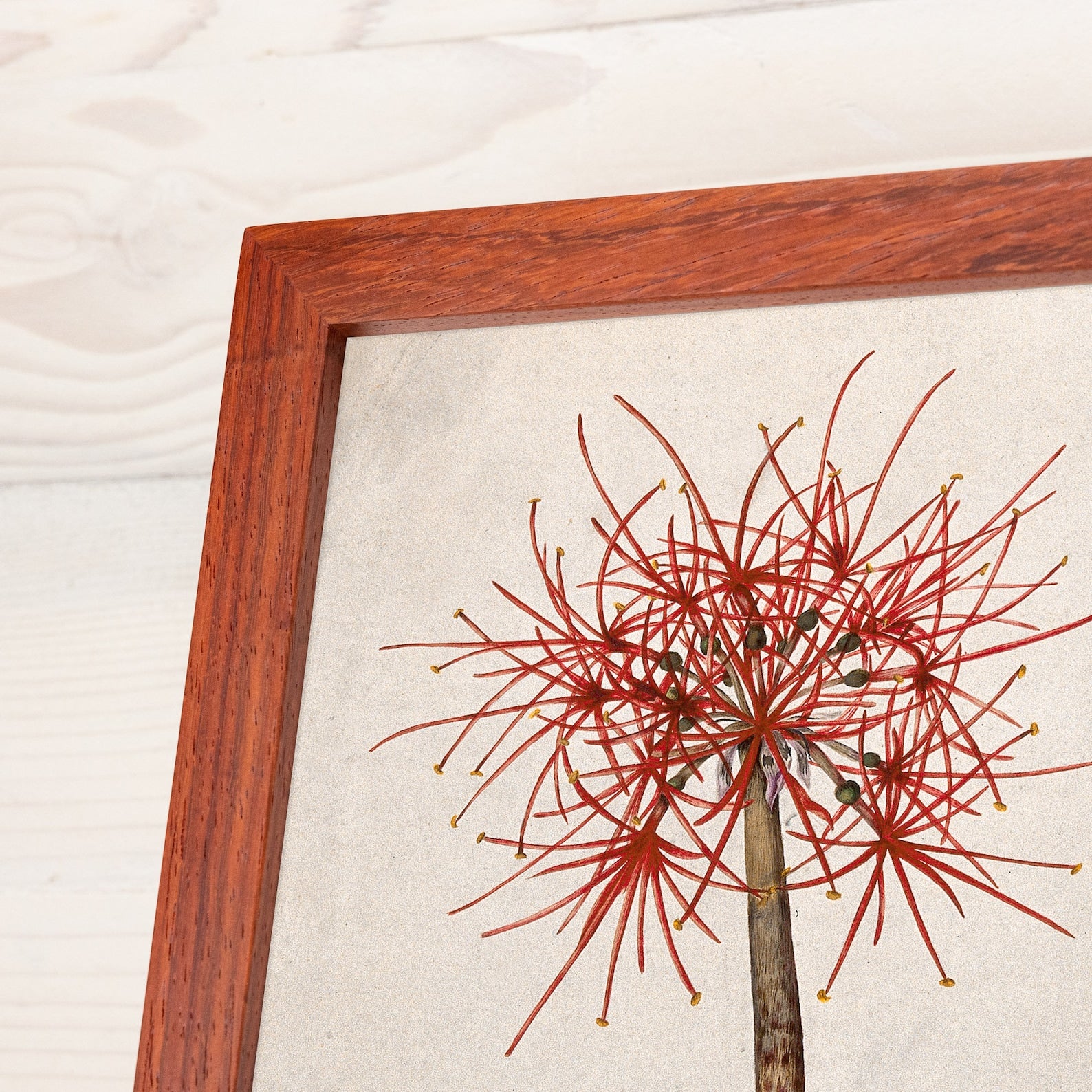 Framed artwork of a red tree on a beige background. Handmade alder hardwood frame with rich brown tones and red accents. Finished in natural oil, it adds warmth and charm to your artwork or photos.